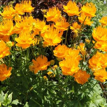 Купальница Trollius chinensis ‘Golden Queen’